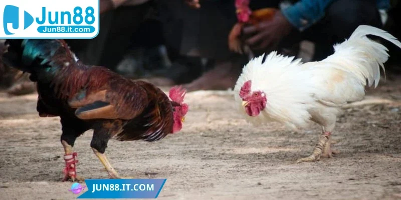 Chiến kê tham gia phải thuộc dòng máu chiến thật sự