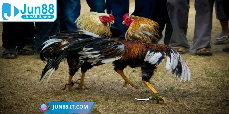 Mỗi trận chỉ vài chục giây đến vài phút đã có thể phân định rõ ràng