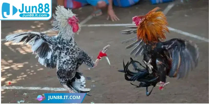 Chiến kê tham gia đá gà cựa dao được trang bị thêm vũ khí