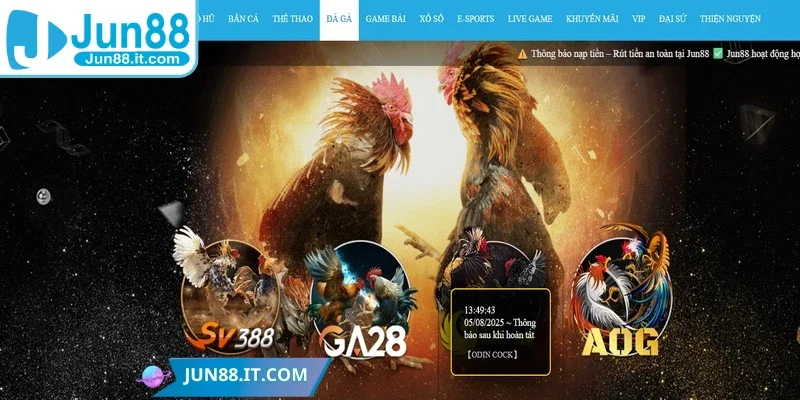Đá gà Jun88 là điểm đến được nhiều người chơi cá cược lựa chọn