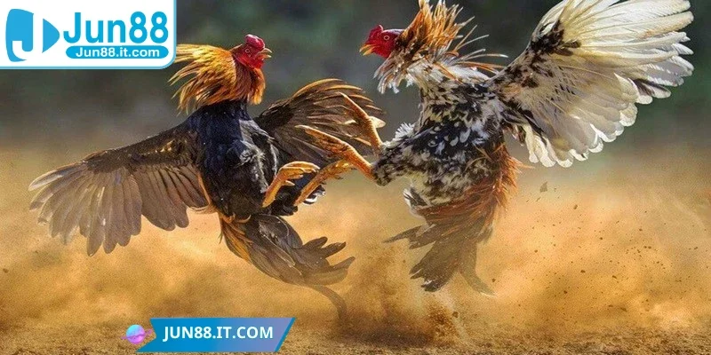 Trước mỗi trận, các chiến kê sẽ được kiểm tra kỹ lưỡng